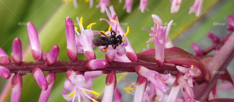 a little bug in a little flower.