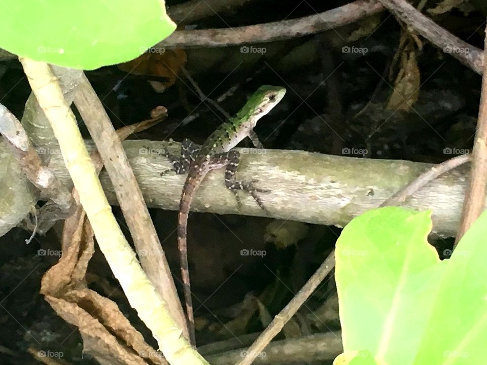 Close up of lizard in the jungle in Mexico
