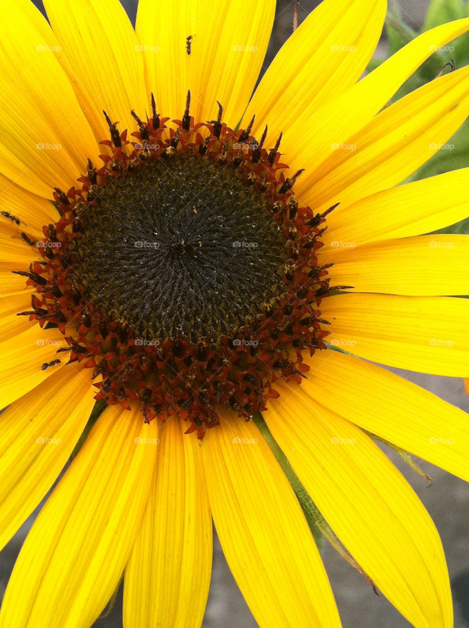 yellow nature summer sunflower by kmh