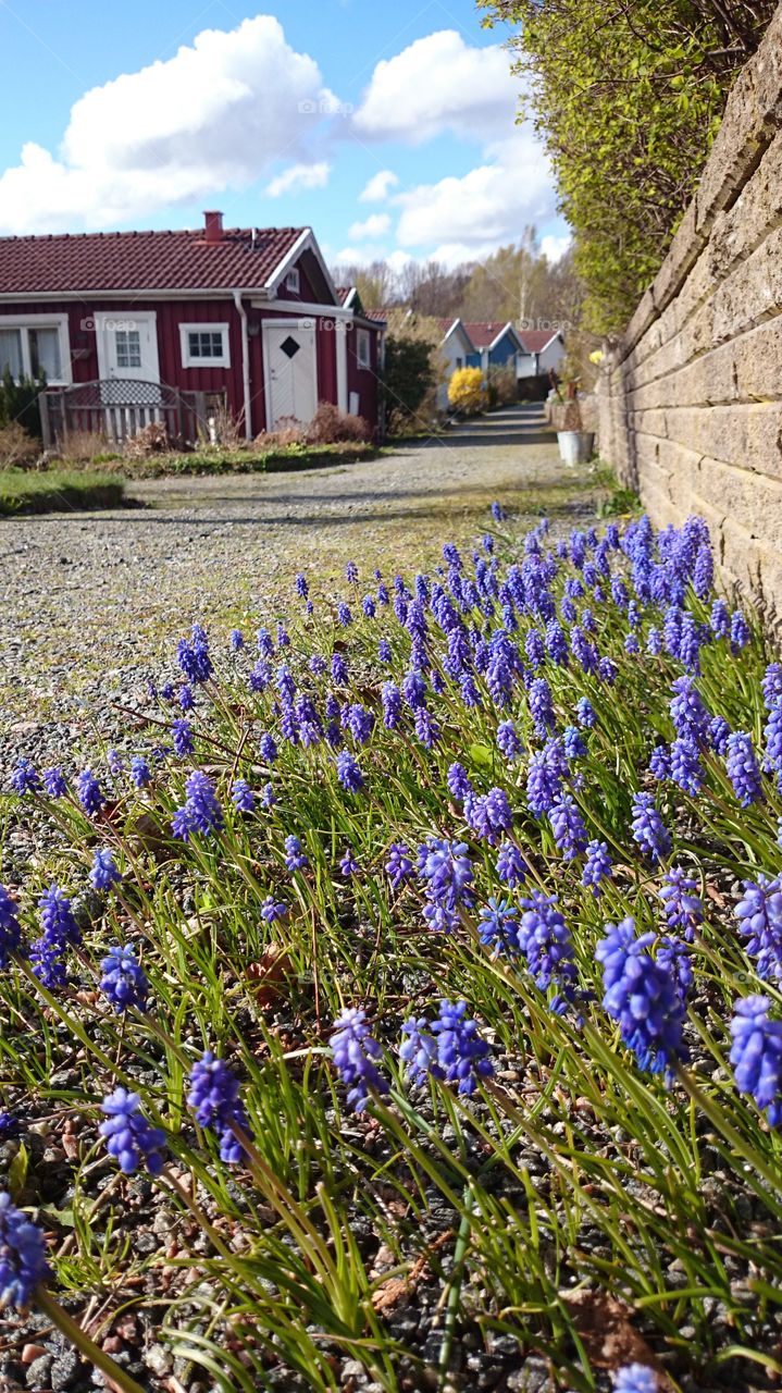 Muscari botryoides 