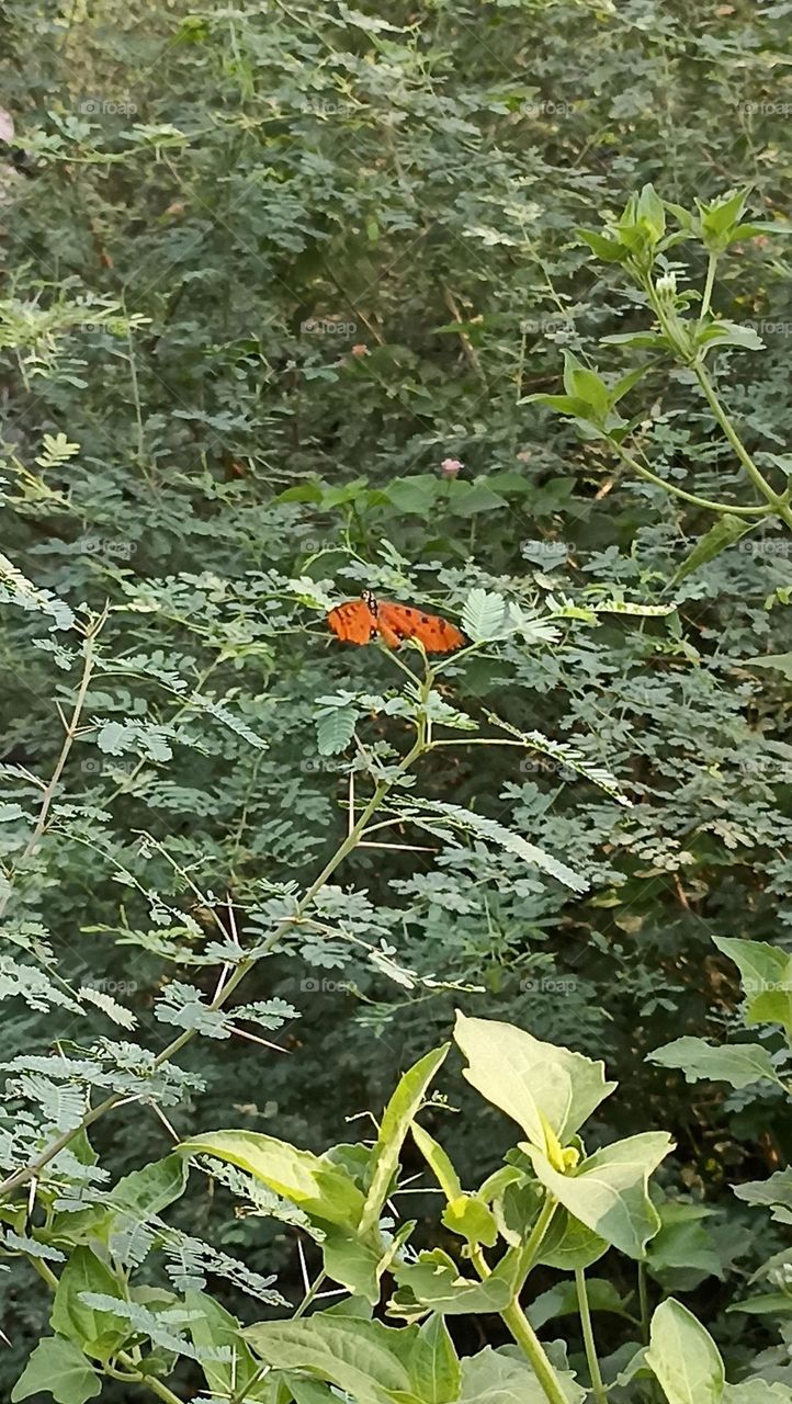 butterfly on green spike like branches with its torn wings