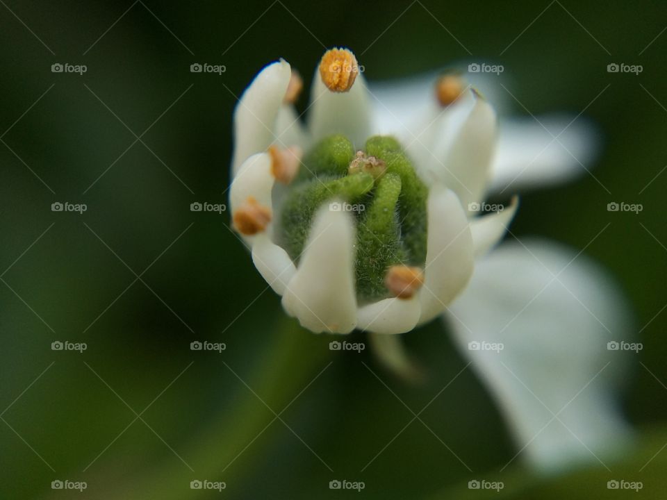 Close up of a flower curled up for the night as the sun has gone down 