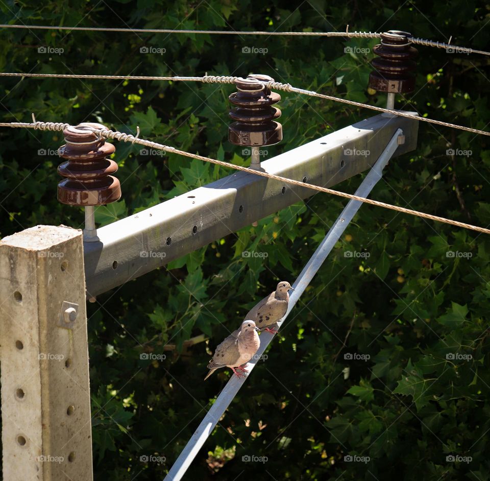 Casal de pombas no poste.