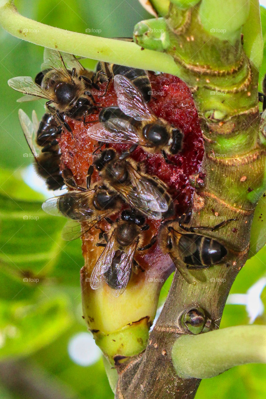 Bees working on fig tree