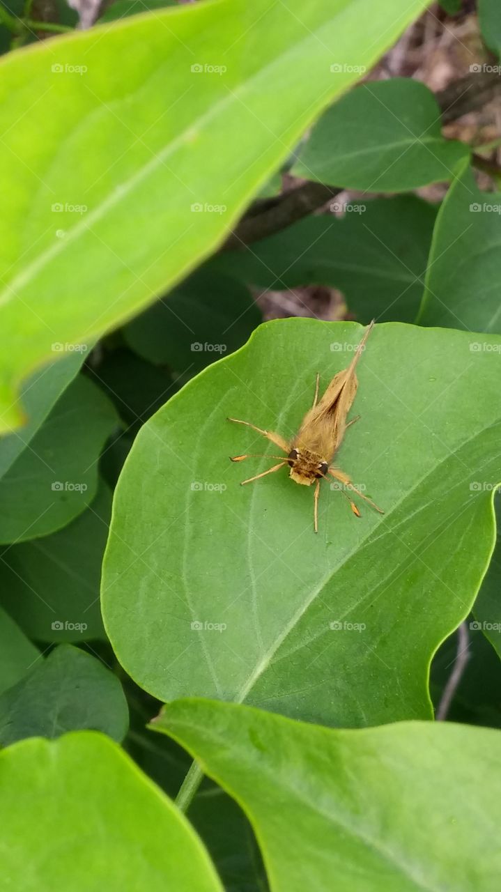 Moth on leaf
