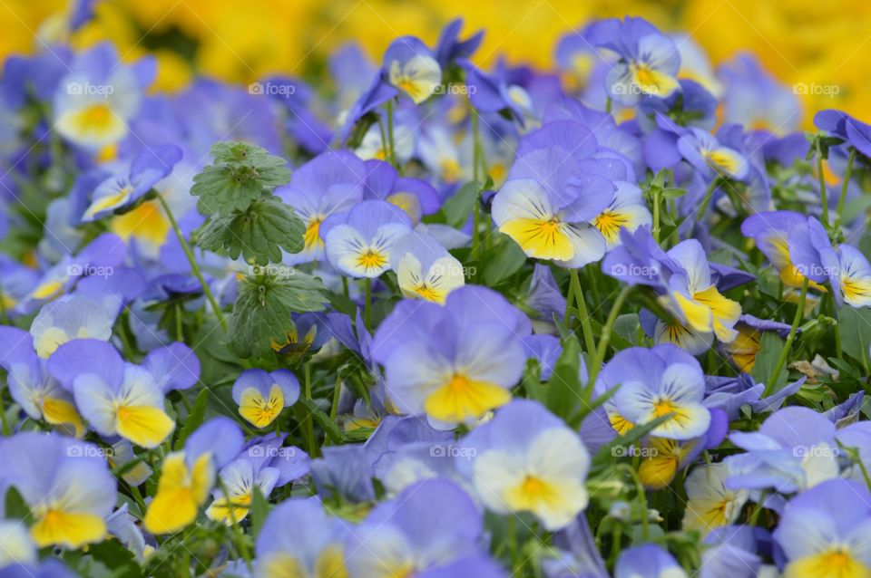 Lavender and yellow  flowers