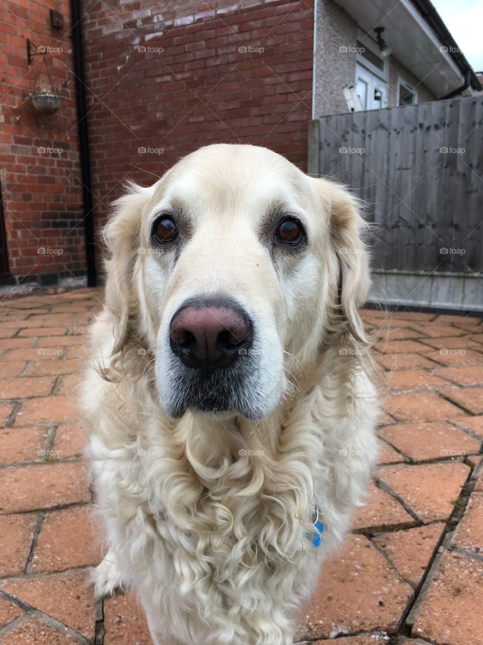 Dog, Animal, Pet, Cute, Canine