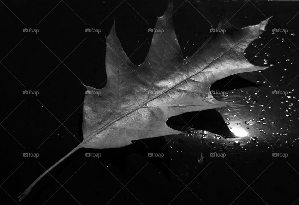 Black and white autumn leaf