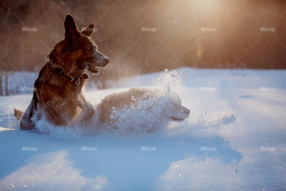 Dogs playing in snow