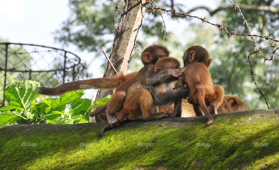 Monkey family in Nepal 