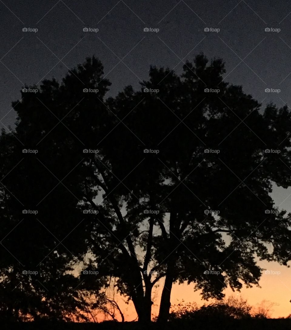The Simple Beauty of an Autumn Sunset and a Tree.