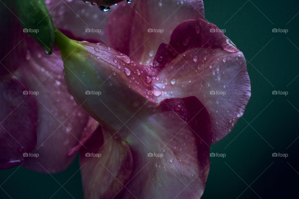 Allamanda flower  - rain water- drops