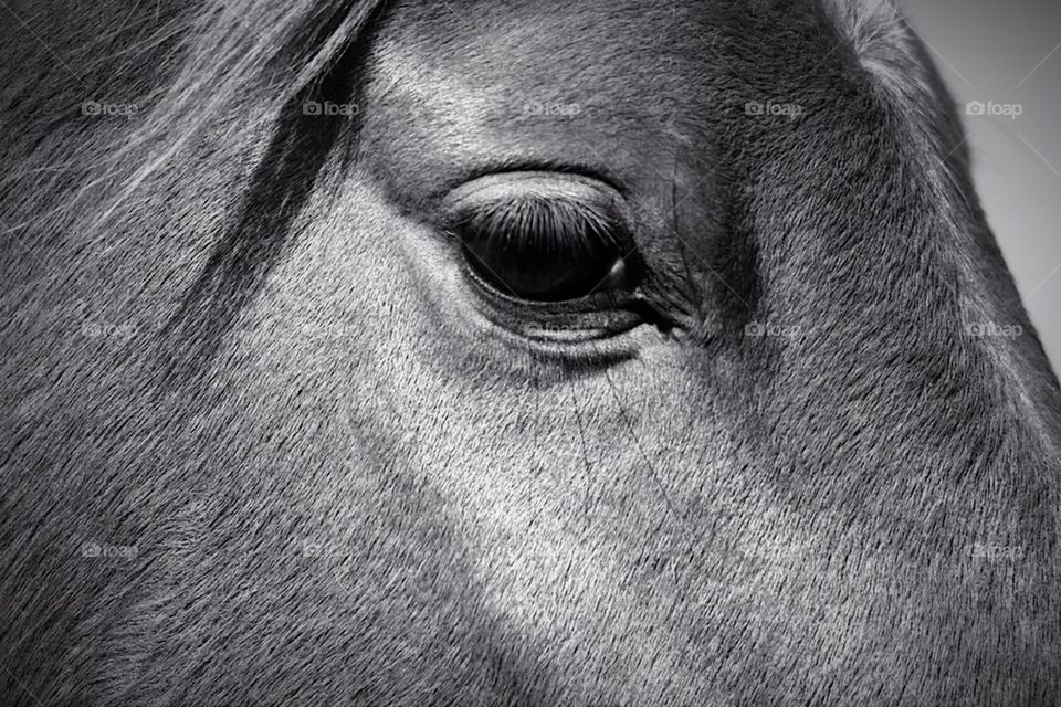 Horse eye close up