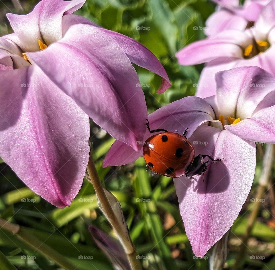 colours of spring with ladybug