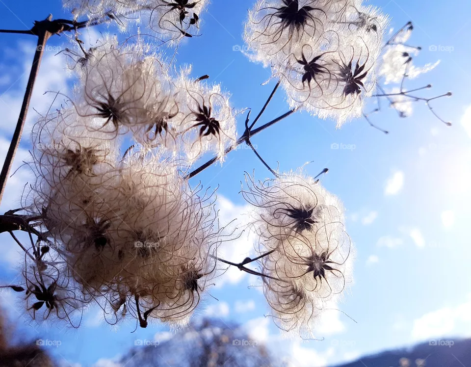 spring