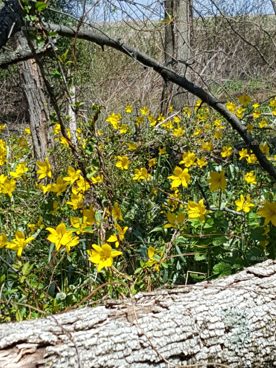 wildflowers in field