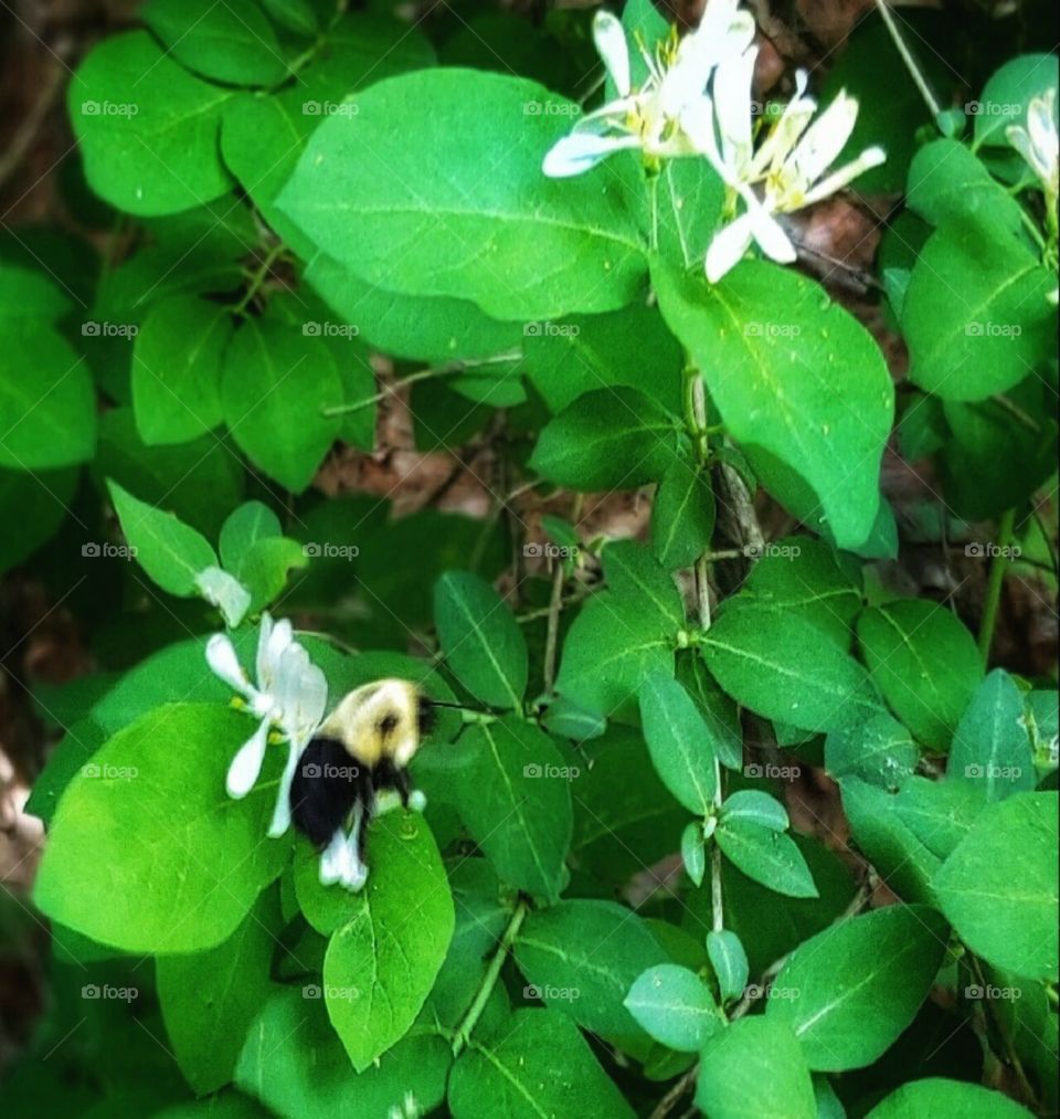 Leaf, Nature, No Person, Flora, Flower