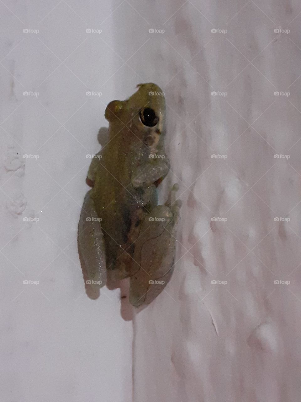 A frog on the wall