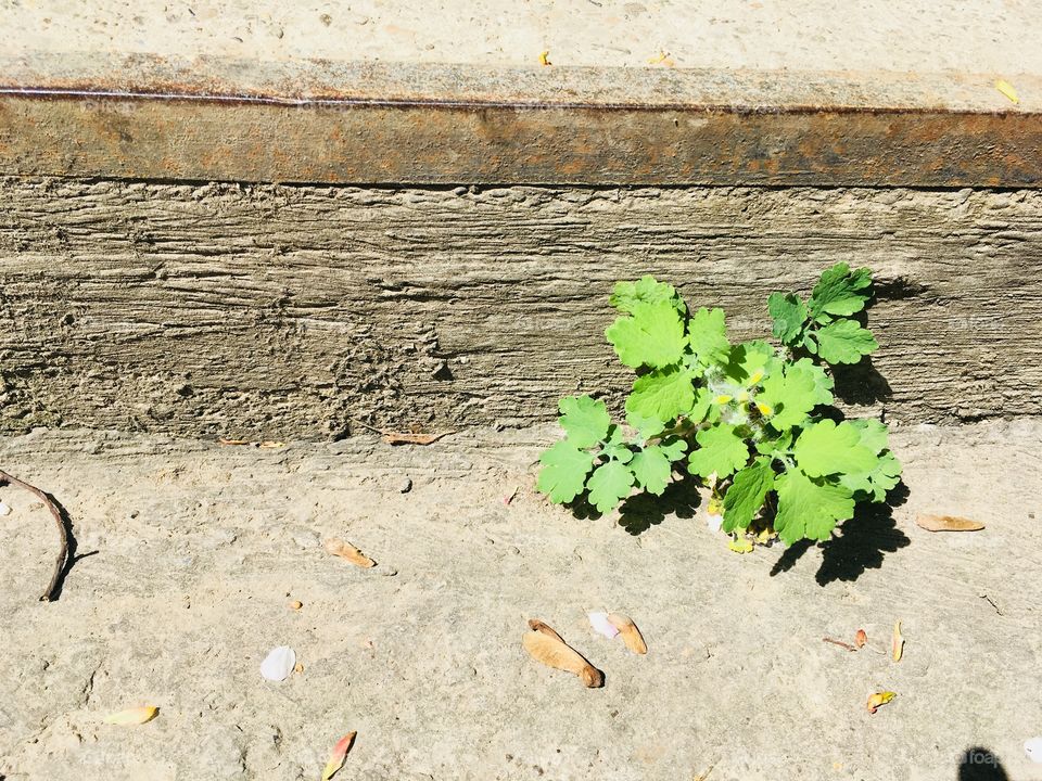 Vegetation in the city