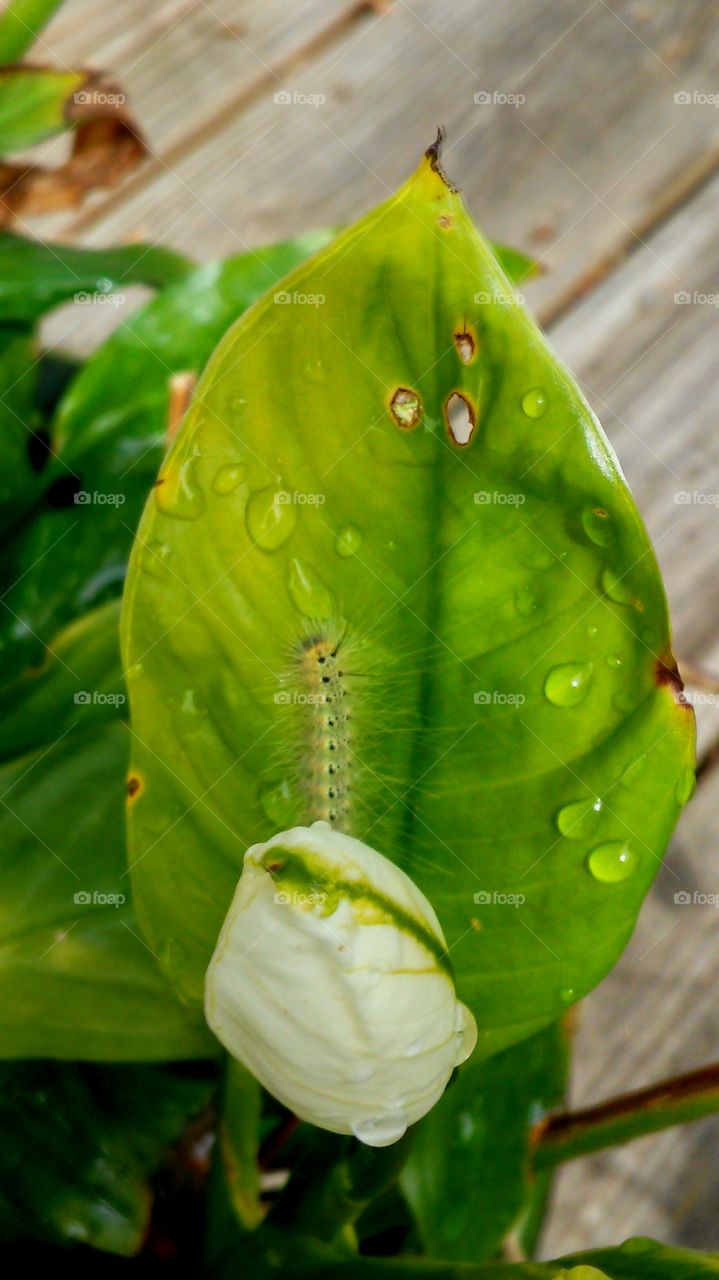 Leaf, Nature, Flora, Garden, No Person