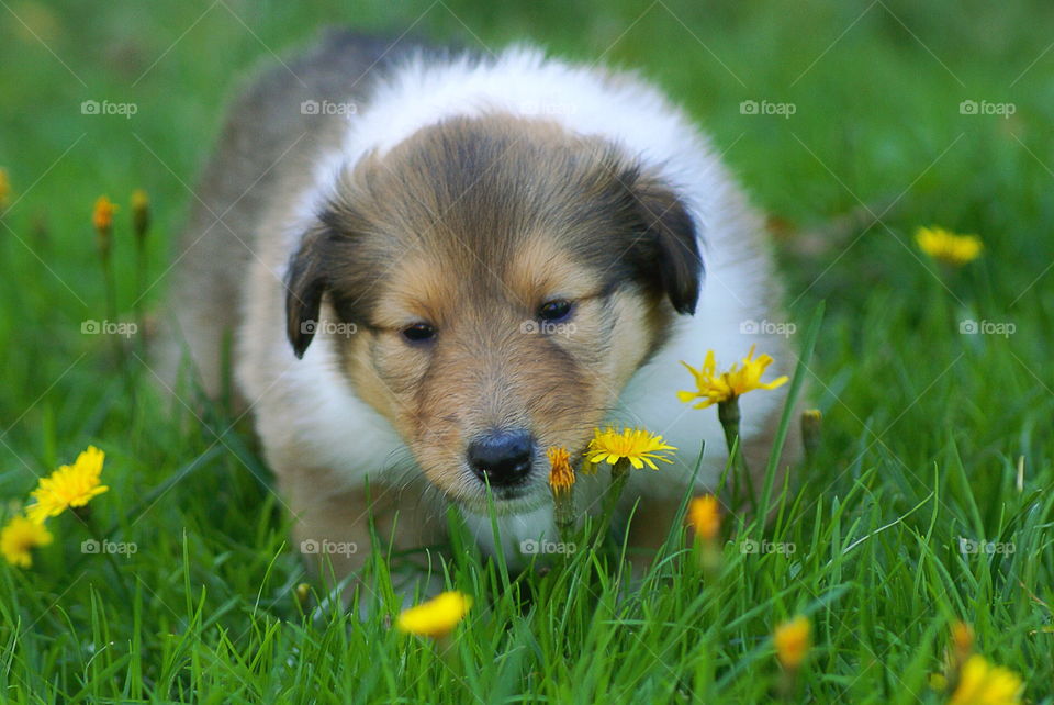 Cute puppy among flowers