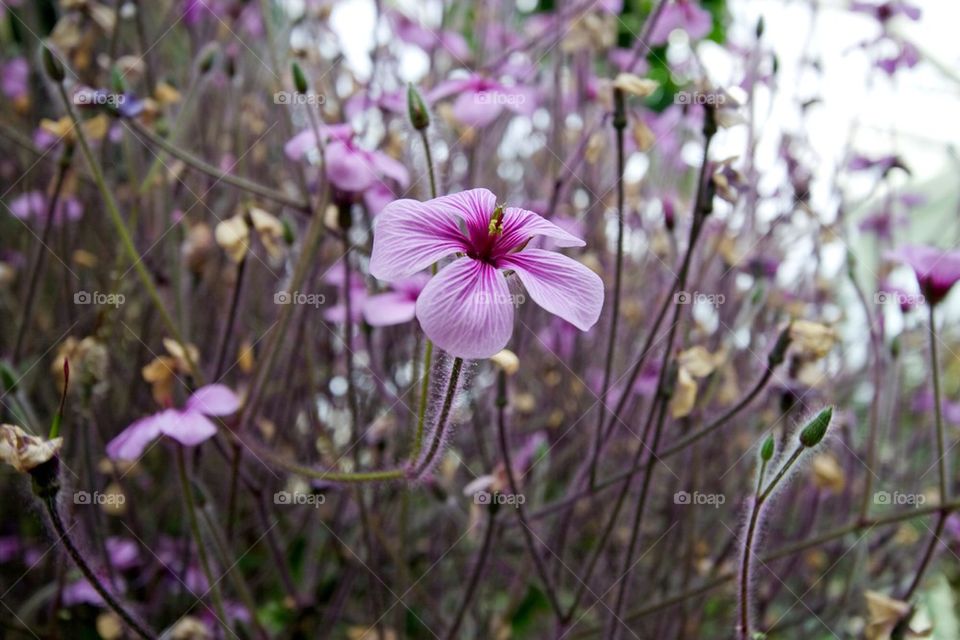 flowers nature pink flower by miss_falcon