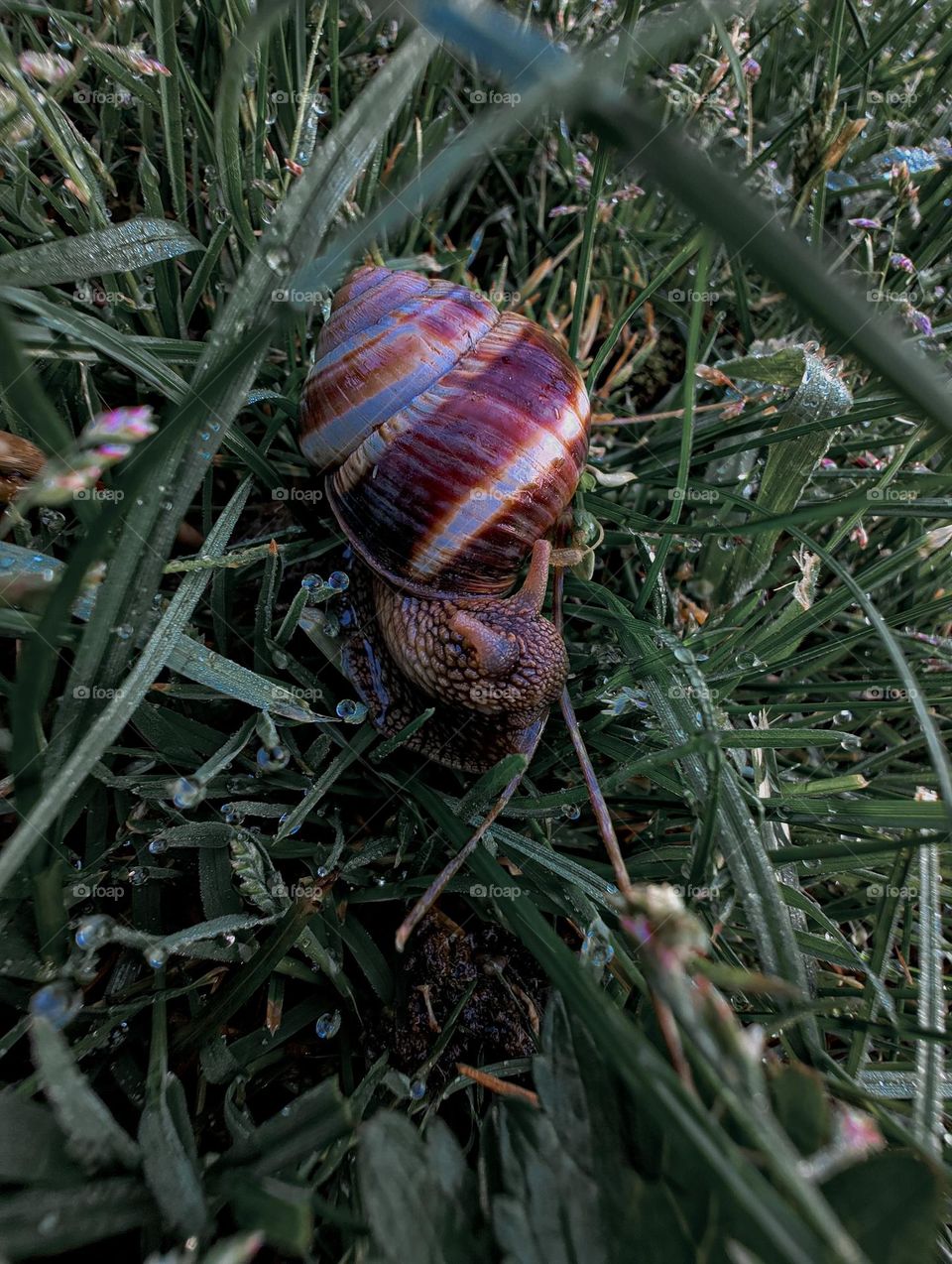 Snail