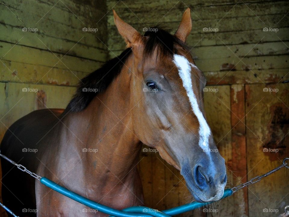 Sweet Pursuit. Lovely bay filly in her stall at Belmont Park. 

Photos and horse racing gifts available at:
zazzle.com/Fleetphoto 