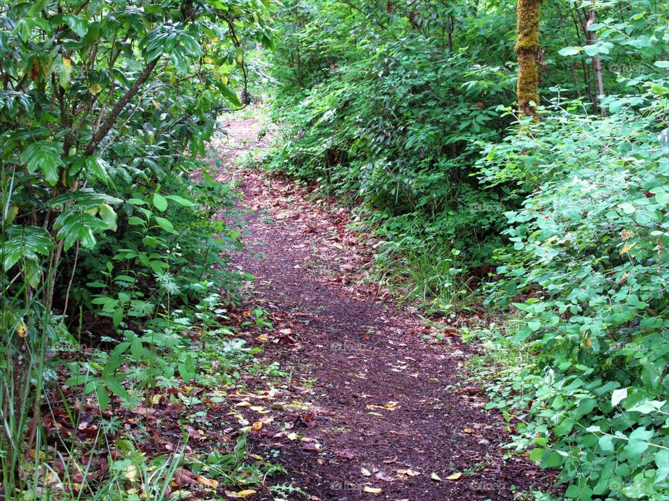 forest path