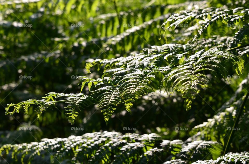 Sun reflecting ferns.