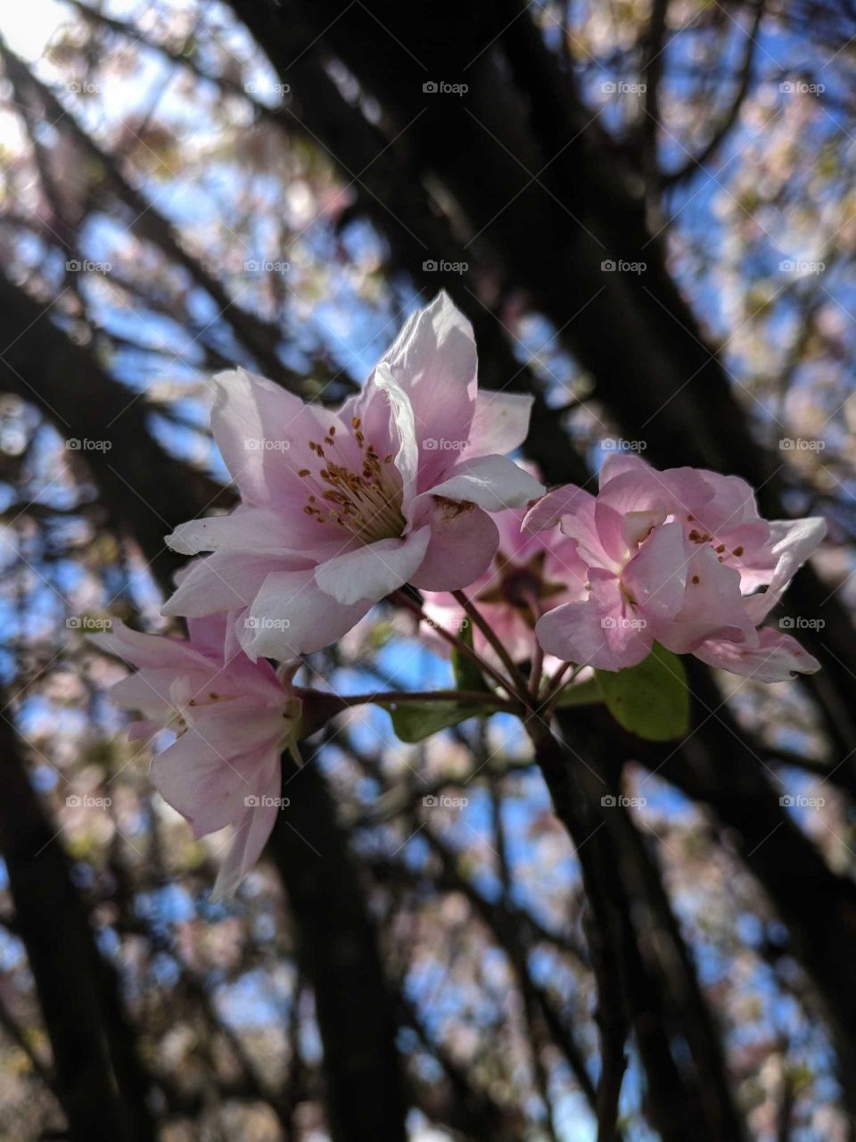 cherry blossoms in Norfolk in the early spring