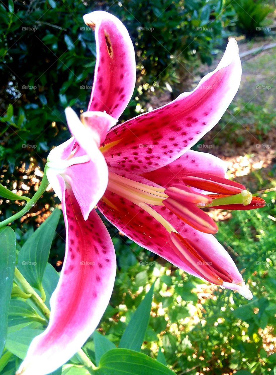 lily blooming in the morning sun