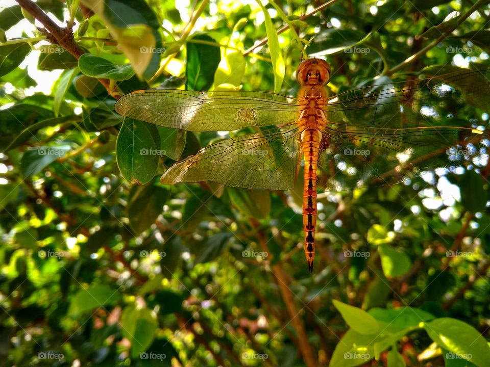 Dragonfly