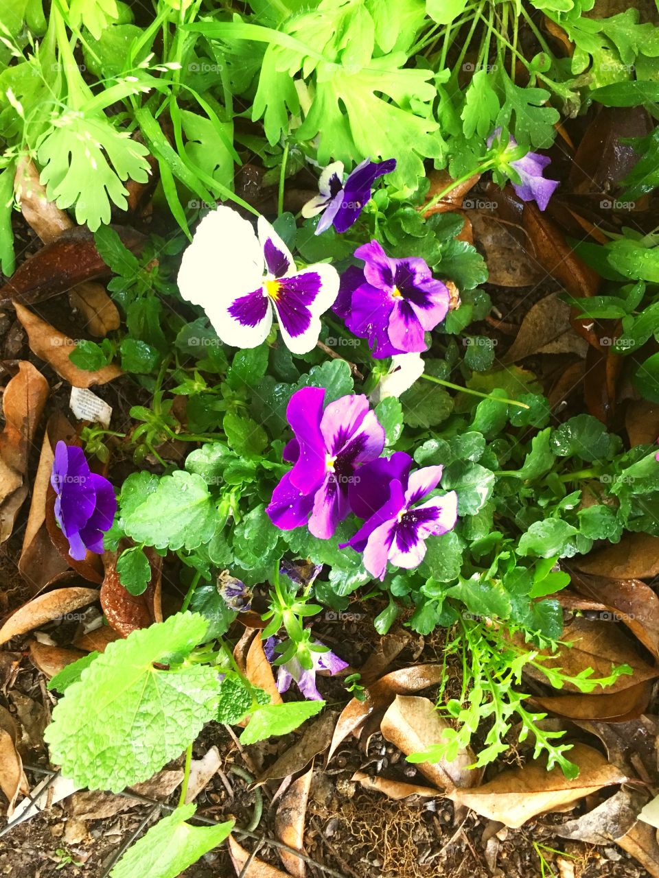 Flores moradas y blanca ermosas