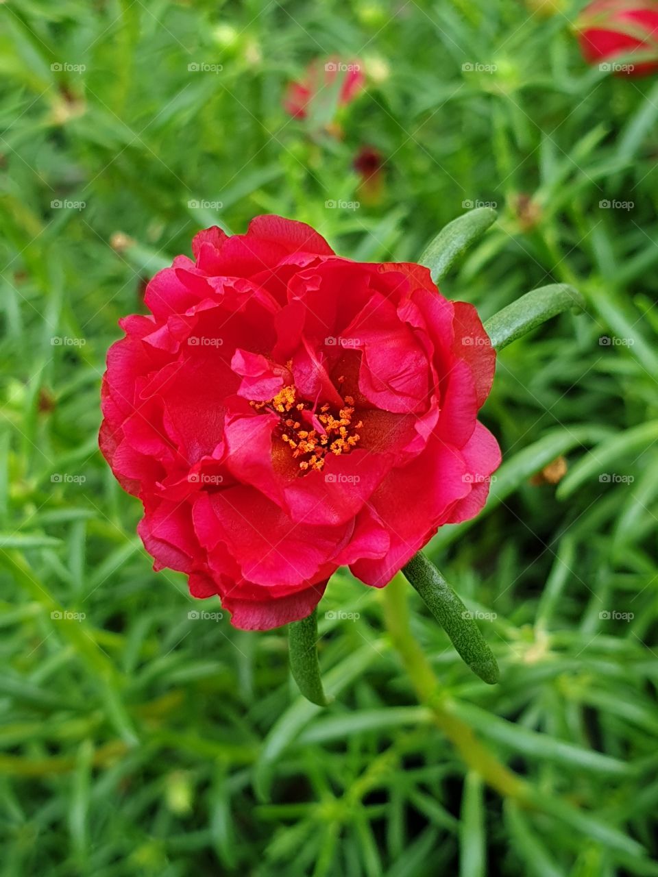 the portulaca grandiflora