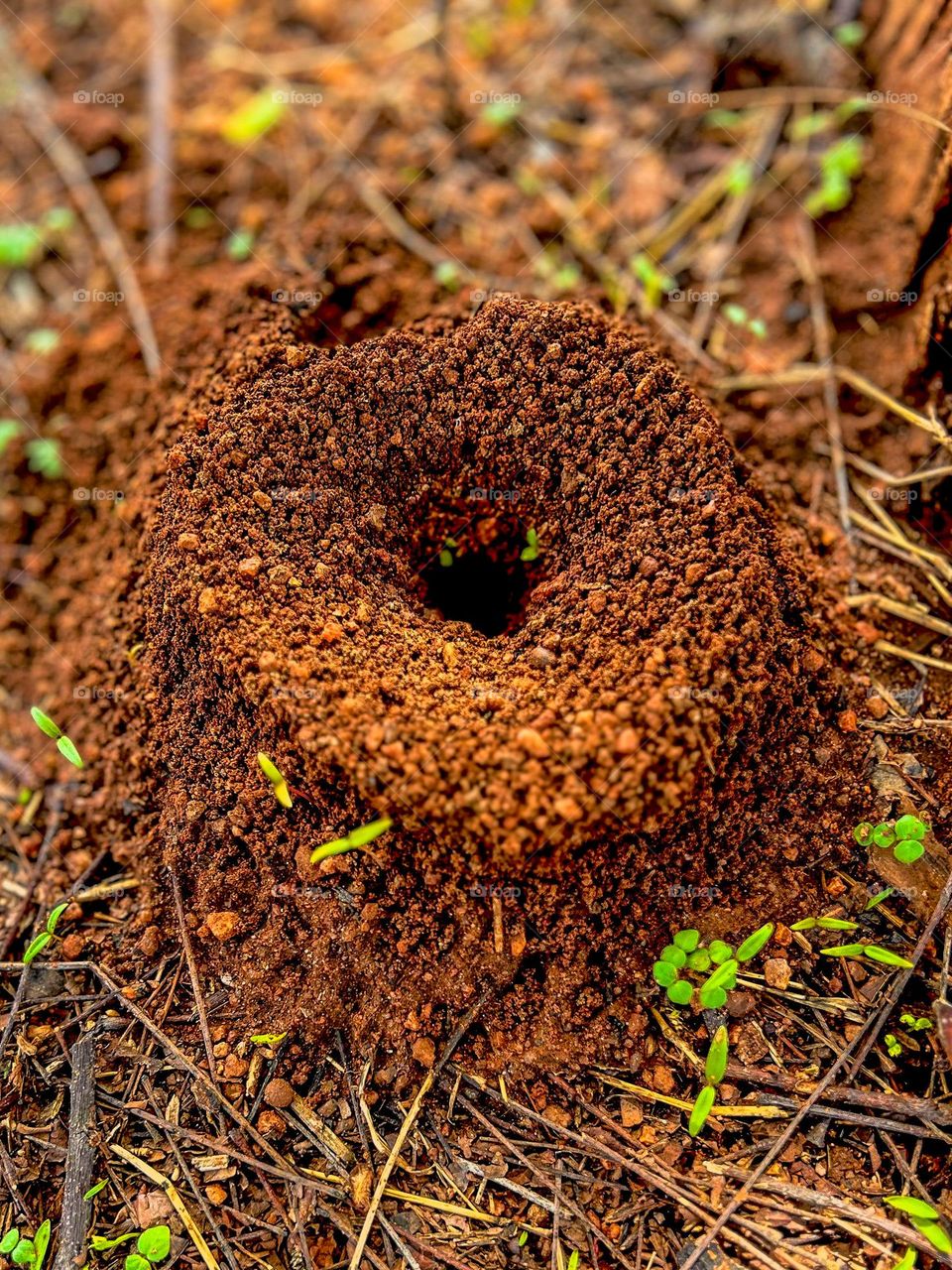 Ant soil nesting - Closeup 