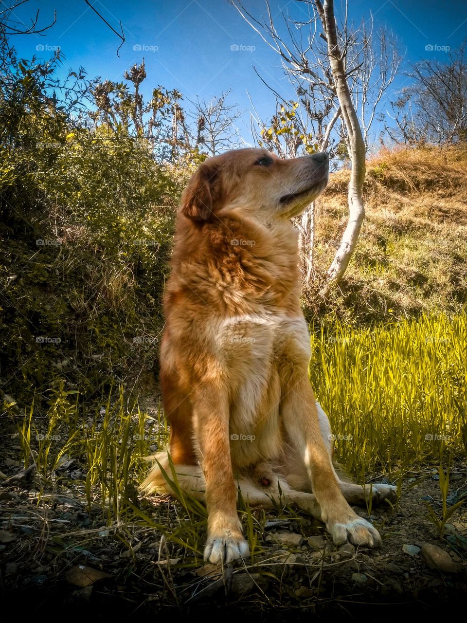 a beautiful dog picture by Sachin Khwaab.