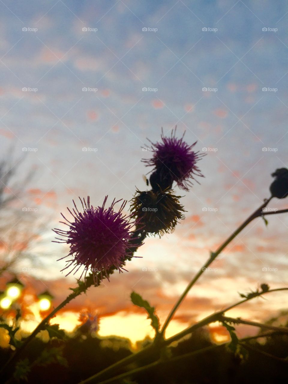 Flowers at sunset. Flowers at dusk