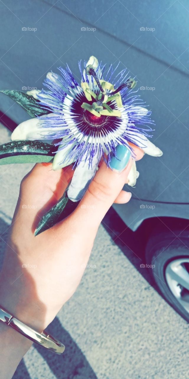 strange and beautiful flower
