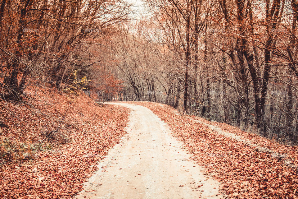 Empty road in forest during autumn