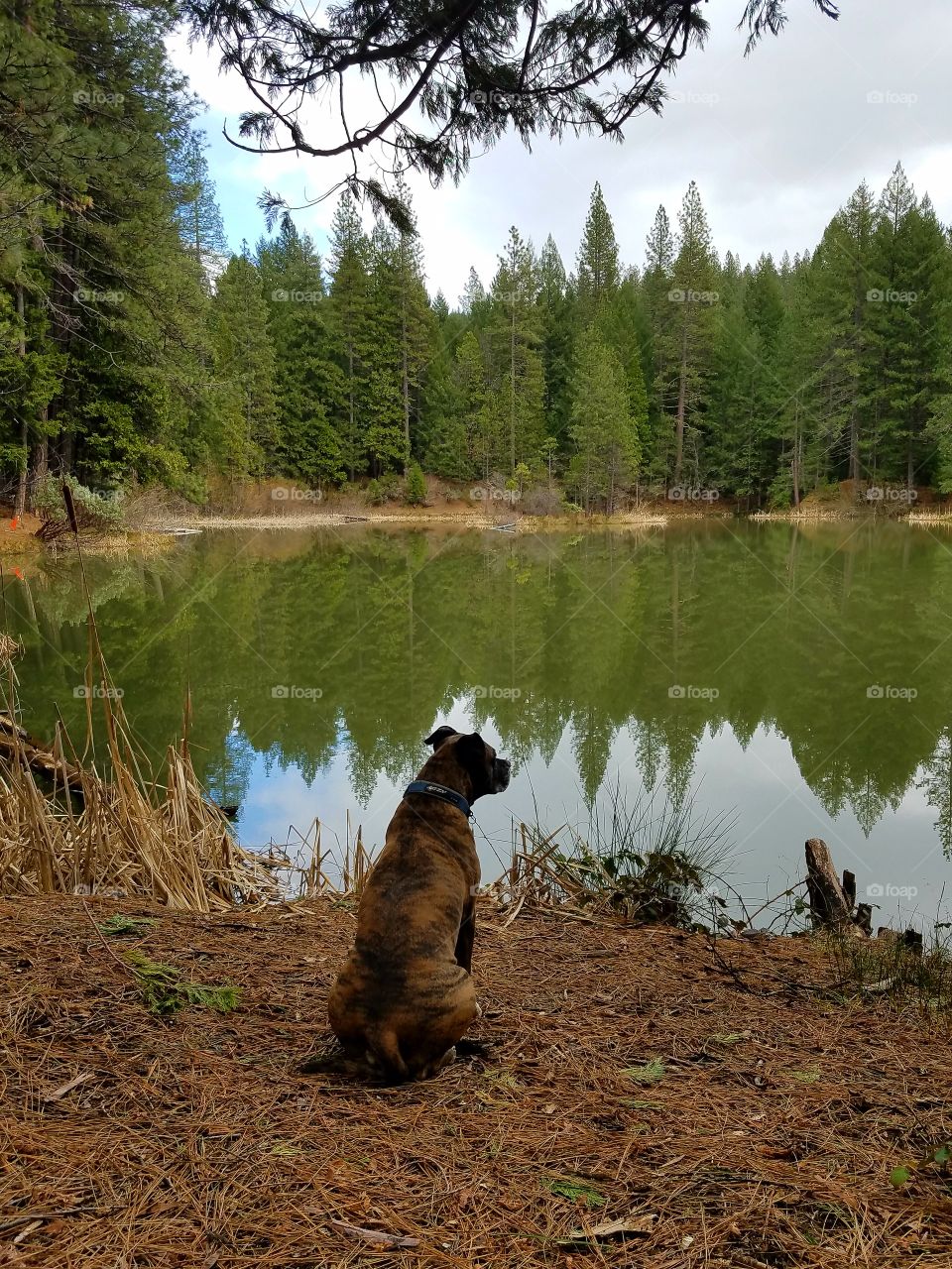 Thor checking out the pond!