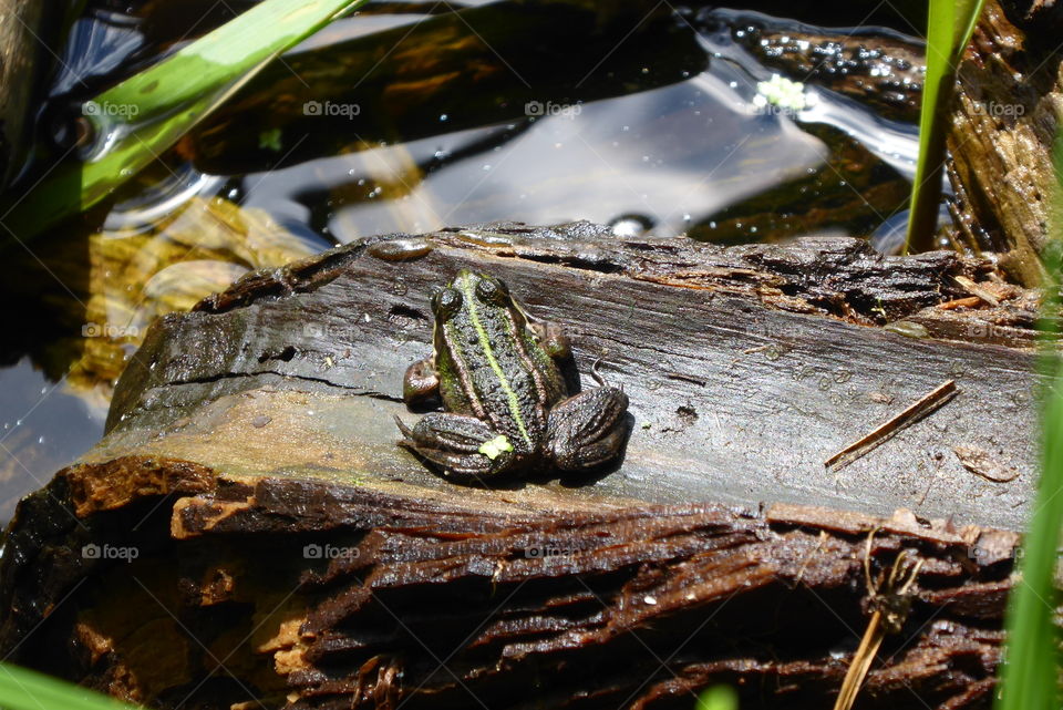 Frog on tree log beautiful nature around me 🐸