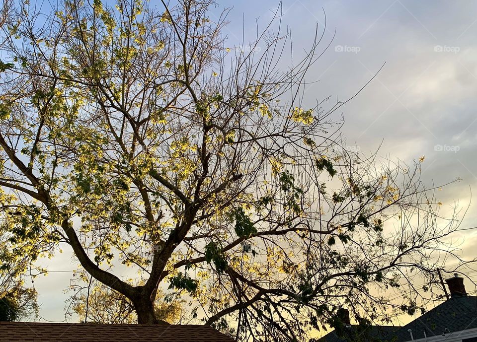 Beautiful shot of a tree.