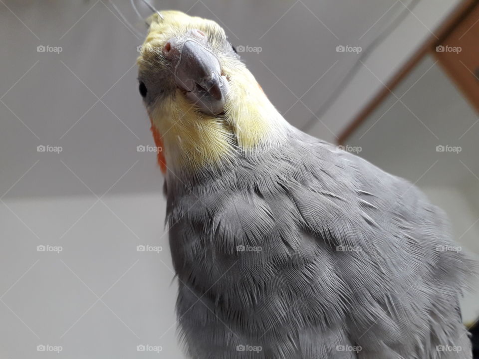 parrot parakeet funny zoom grey giant curious beak bird cockatoo