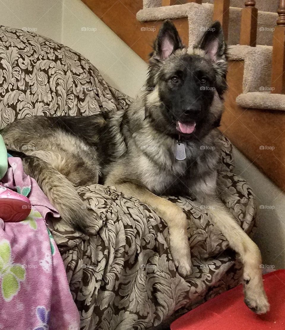 My Beautiful boy Samson