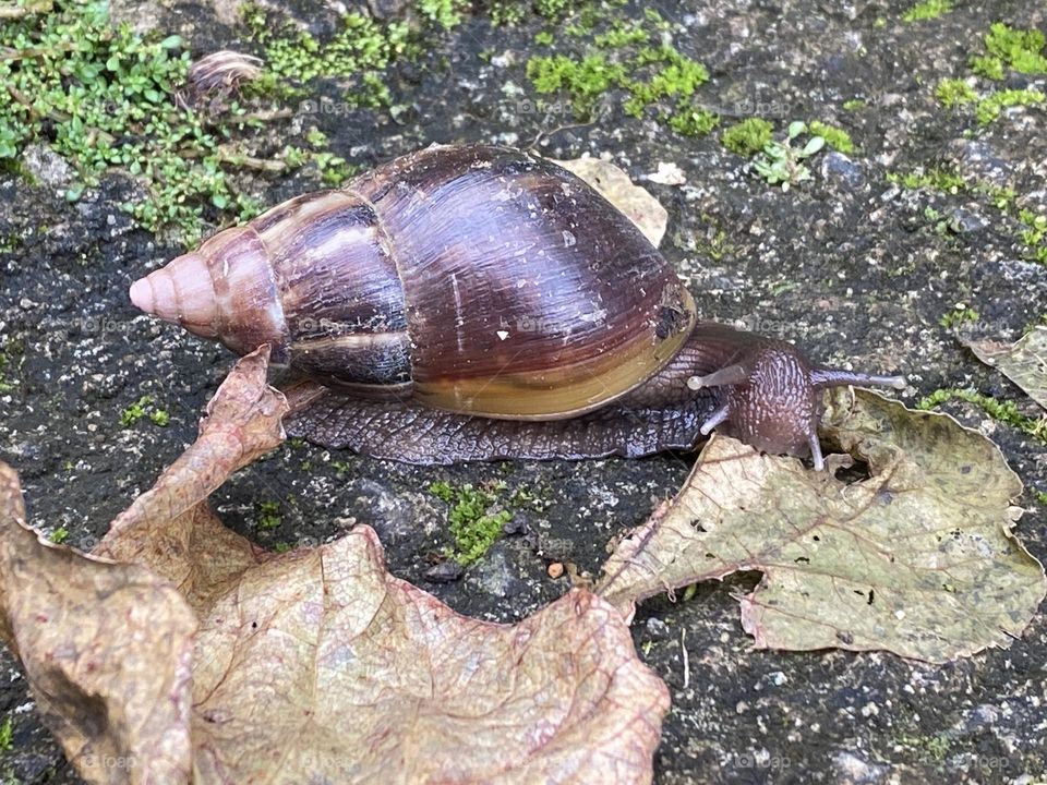 Land snail 