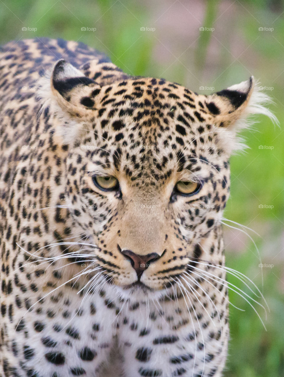 Leopard (Panthera pardus) Maasai Mara_Kenya