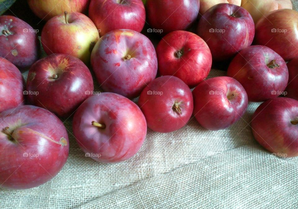 apples harvest