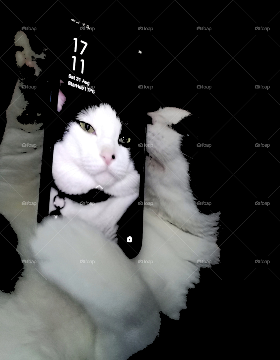 Bobby Boy the Cat - Admiring his own potrait