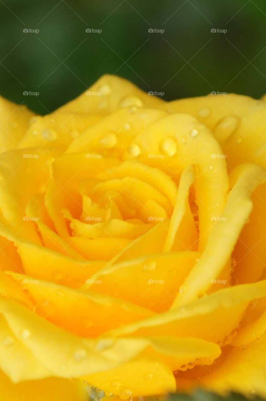 Yellow rose after the rain